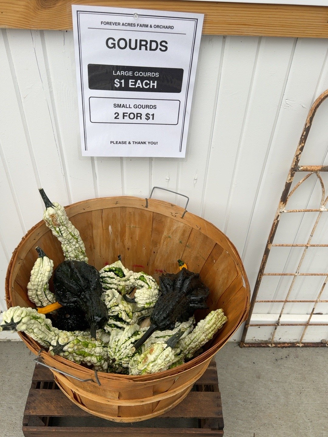 Basket of large and small decorative gourds available at the Forever Acres General Store