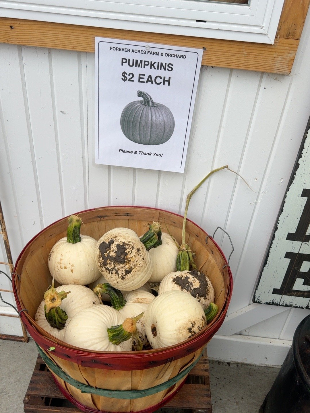 Basket of small white pumpkins available at the Forever Acres General Store